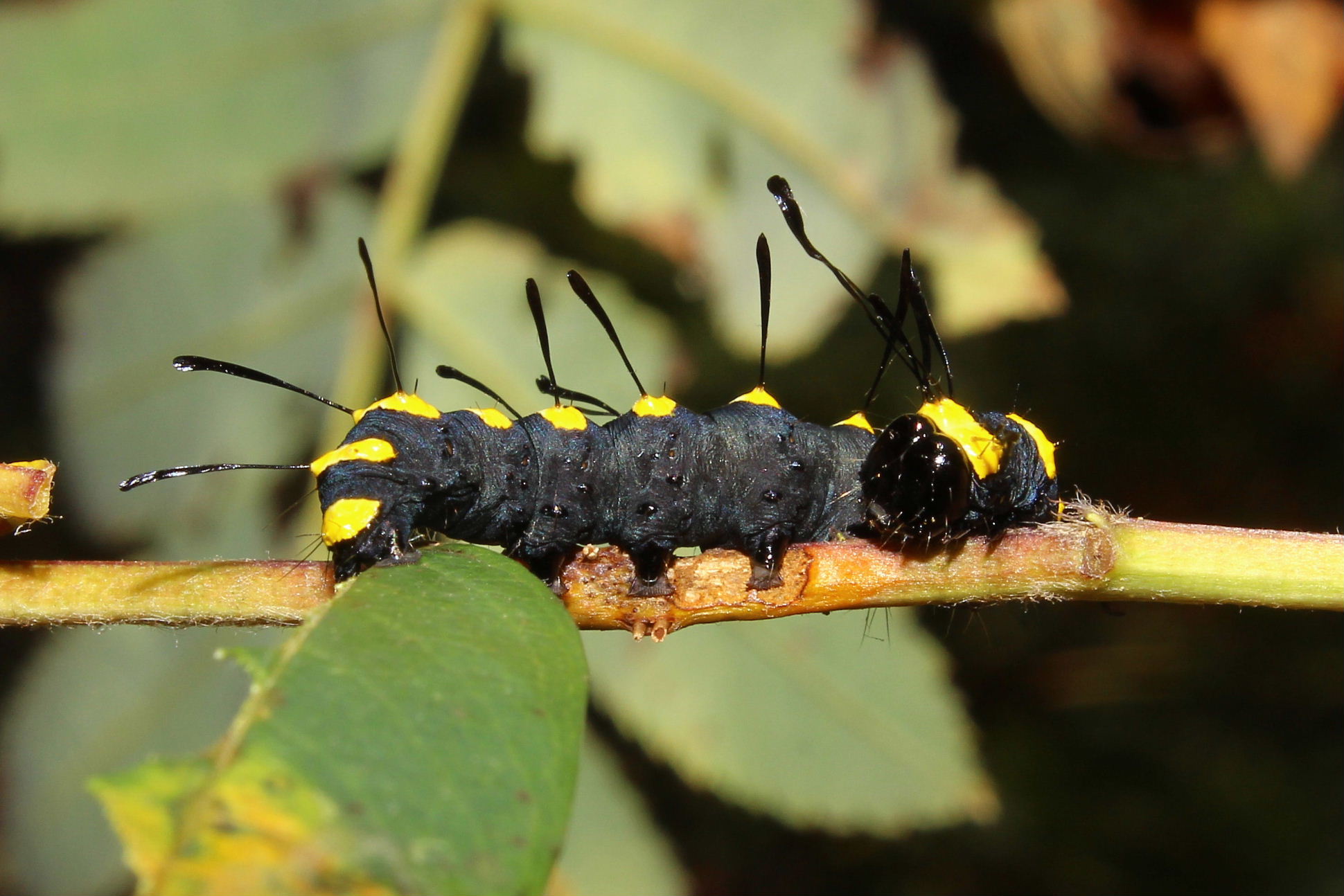 Larva di Acronicta (Jocheaera) alni